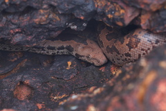 Eryx whitakeri
