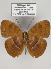 Euriphene goniogramma