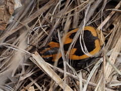 Graphipterus cordiger