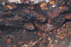 Eryx whitakeri