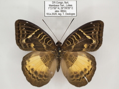 Euriphene saphirina saphirina