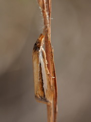 Classeya argyrodonta