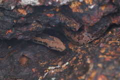 Eryx whitakeri