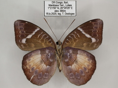 Euriphene saphirina saphirina