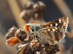Ernsta depauperata australis
