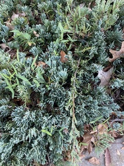 Juniperus
