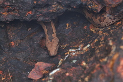 Eryx whitakeri