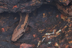 Eryx whitakeri