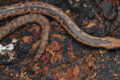 Eryx whitakeri