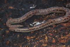 Eryx whitakeri