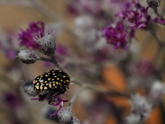 Oxythyrea testaceoguttata