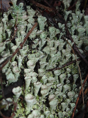 Cladonia coccifera
