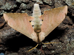 Pseudoclanis postica