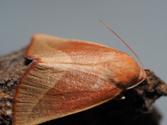 Terpnostola ardescens