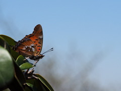 Charaxes jahlusa rex