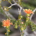 Eremaea pauciflora - Photo (c) tangatawhenua, algunos derechos reservados (CC BY-NC), subido por tangatawhenua