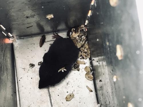 Elliot's Short-tailed Shrew