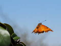 Charaxes jahlusa rex