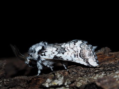 Pseudorethona albicans