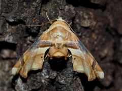 Eutelia callichroma