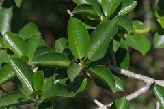 Ficus burtt-davyi
