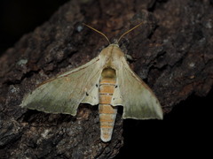 Pseudoclanis postica