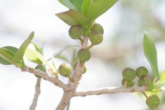 Ficus burtt-davyi