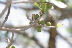 Ficus burtt-davyi