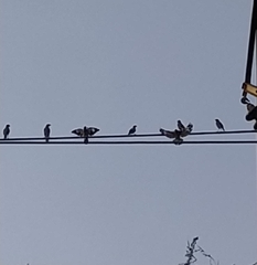 Acridotheres tristis