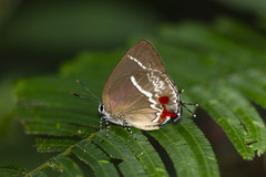 Strephonota strephon