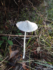 Coprinellus xanthothrix