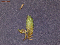 Cyperus acuminatus