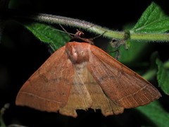 Plecoptera sarcistis