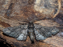 Omphalucha albosignata