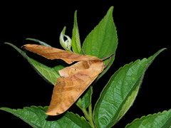 Pseudoclanis postica