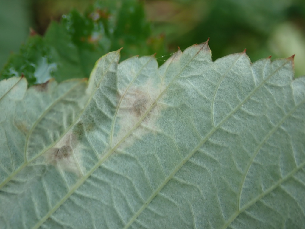 Peronospora sparsa