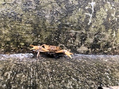Neostrengeria