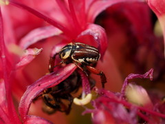 Monochelus elegantulus