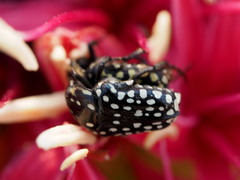 Oxythyrea testaceoguttata