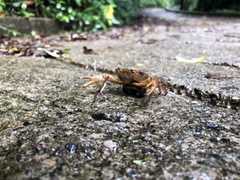 Neostrengeria