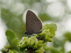 Pseudonacaduba sichela sichela