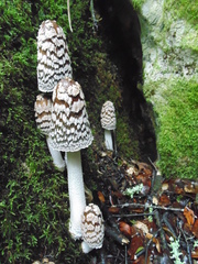Coprinopsis picacea image
