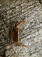 Neostrengeria