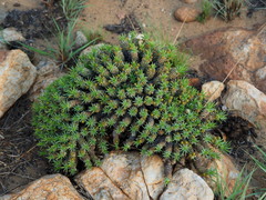 Euphorbia davyi