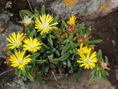 Delosperma leendertziae