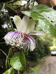 Passiflora nitida