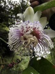 Passiflora nitida