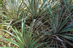 Puya glomerifera