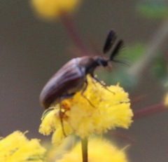 Ripiphoridae