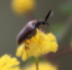 Ripiphoridae